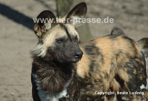 Afrikanischer Wildhund / Wild dog