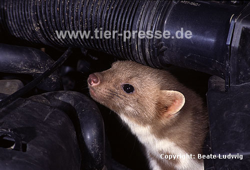 Steinmarder im Motorenraum / Beech marten in engine chamber / Martes foina