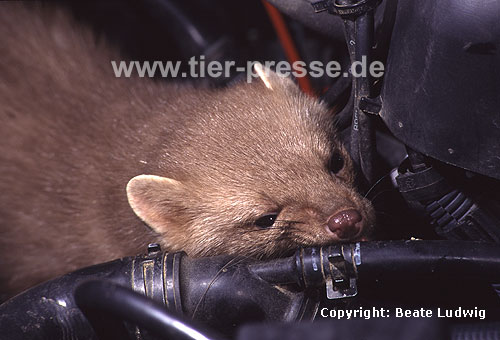 Steinmarder im Motorenraum bei�t in ein Kabel / Beech marten in engine chamber biting in a cable / Martes foina