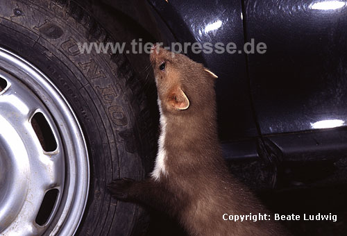 Steinmarder an einem Autorad / Beech marten beside the wheel of a car / Martes foina