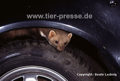 Steinmarder auf einem Autorad / Beech marten on the wheel of a car / Martes foina