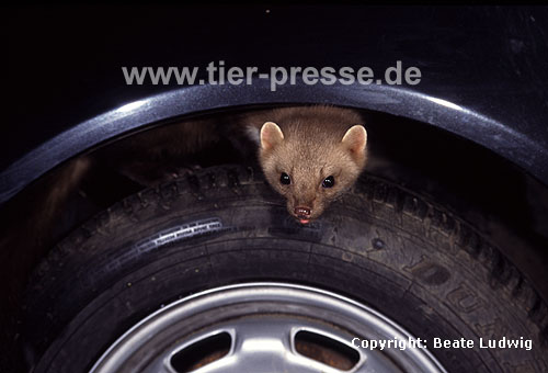 Steinmarder sitzt auf einem Autorad / Beech marten sitting on the wheel of a car / Martes foina