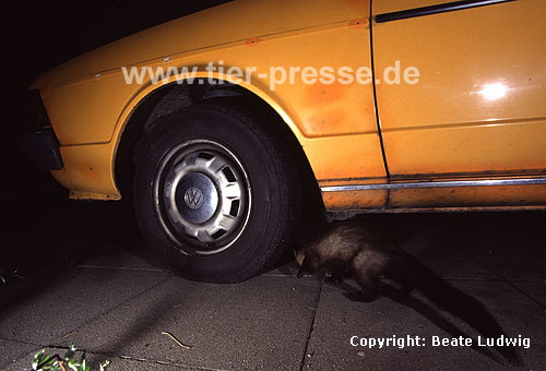 Steinmarder an einem Auto / Beech marten and a car / Martes foina