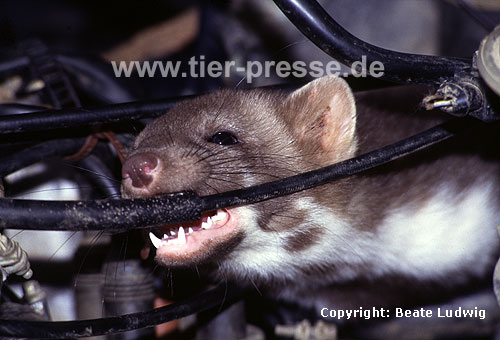 Steinmarder im Motorenraum bei�t in ein Kabel / Beech marten in engine chamber biting in a cable / Martes foina