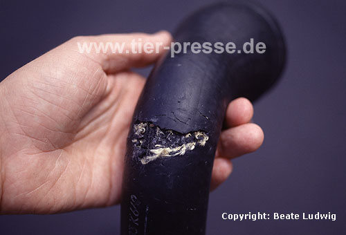 Vom Steinmarder bebissener K�hlschlauch / Cooling hose damaged by a Beech marten / Martes foina