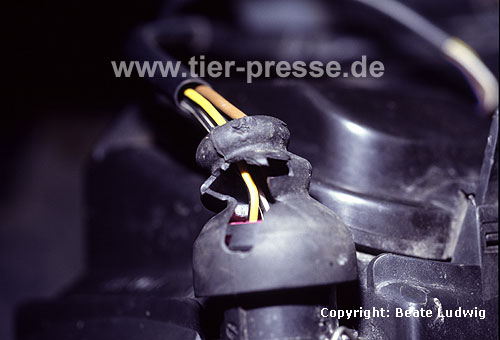 Steinmarderschaden im Motorenraum / Damage in an engine chamber caused by a Beech marten / Martes foina