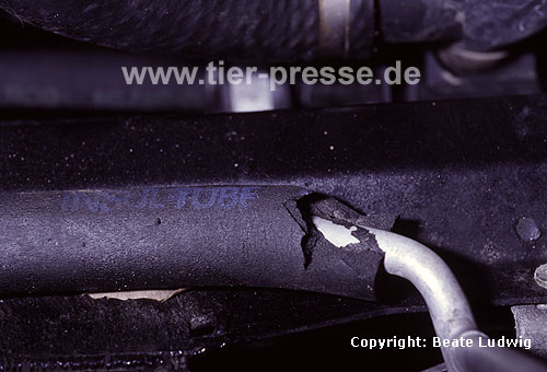 Steinmarderschaden im Motorenraum / Damage in an engine chamber caused by a Beech marten / Martes foina