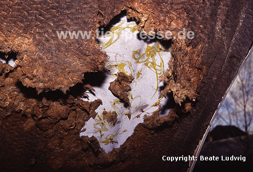 Steinmarderschaden im Motorenraum, Haubend�mmung / Damage in an engine chamber caused by a Beech marten, damming / Martes foina