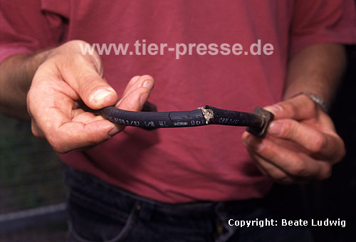 Steinmarderschaden an einer Bremsleitung / Cable damaged by a Beech marten / Martes foina