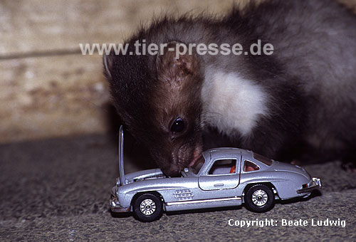 Steinmarder-Jungtier mit einem Modellauto / Beech marten cub with a model car / Martes foina