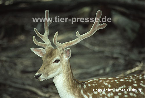 Axishirsch, Chital / Axis deer, Chital, Spotted deer