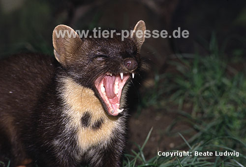 Baummarder-R�de beim G�hnen / Pine marten, male, yawning