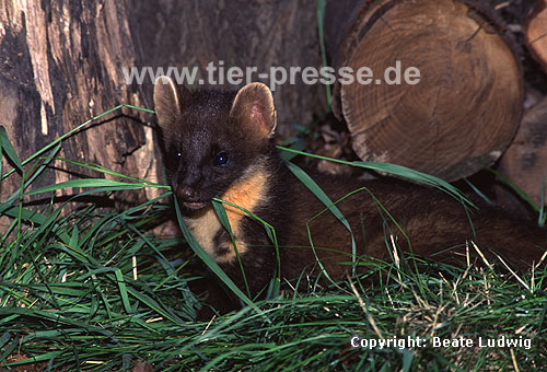 Baummarder-Jungtier / Pine marten cub