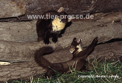 Baummarder, sich kratzende F�he und spielendes Jungtier / Pine marten, female and cub, playing