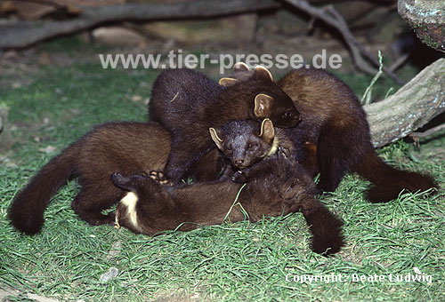 Baummarder, F�he mit Jungtieren / Pine marten, female with cubs
