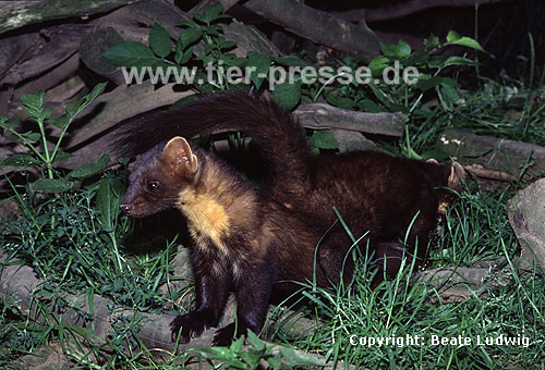 Baummarder, Jungtier markiert seine Mutter (Abdominalreiben) / Pine marten, cub scent marking its mother (abdominal-rubbing)