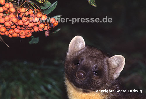 Baummarder mit Vogelbeeren (Eberesche) / Pine marten with berries of the mountain-ash