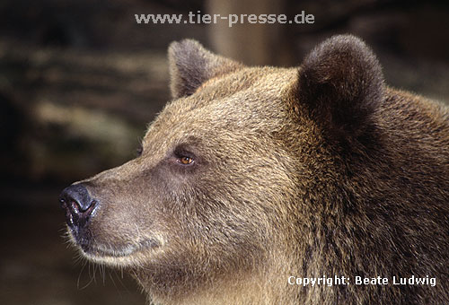 Braunb�r / Brown bear