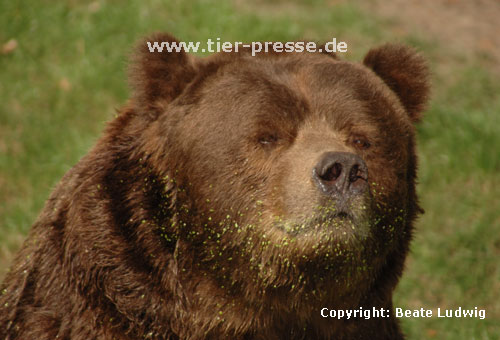 Braunb�r, Kodiakb�r / Brown bear, Kodiak bear