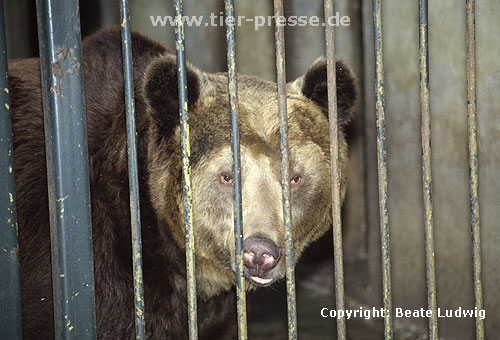 Braunb�r im K�fig / Brown bear in a cage