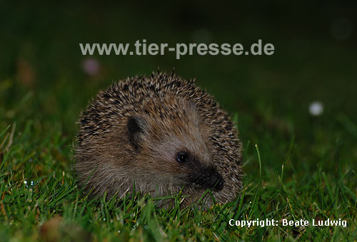 Igel (Braunbrustigel, Westigel) / Western hedgehog / Erinaceus europaeus