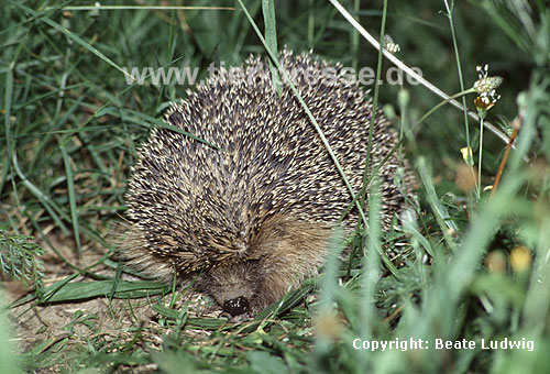Igel, Abwehr-Reaktion / Western hedgehog, defence / Erinaceus europaeus