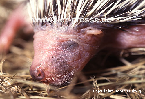 Igel, Junges / Western hedgehog, young / Erinaceus europaeus