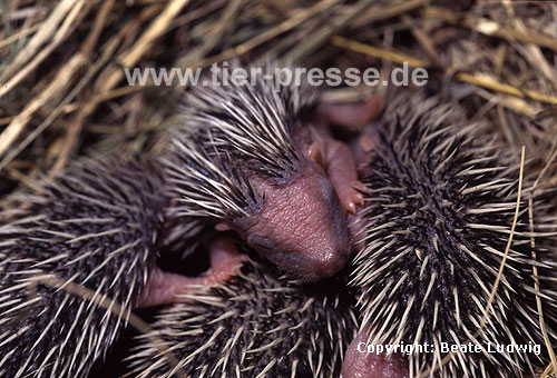 Igel, S�uglinge / Western hedgehog, litter / Erinaceus europaeus