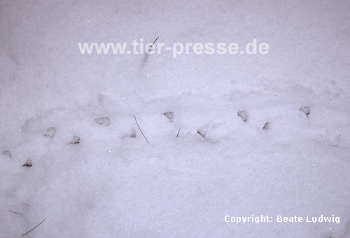 Igel, Schneespur / Western hedgehog, snow track / Erinaceus europaeus