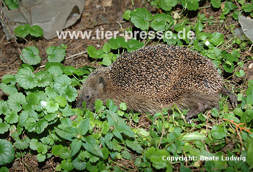 Igel, sterbend / Western hedgehog, dying / Erinaceus europaeus