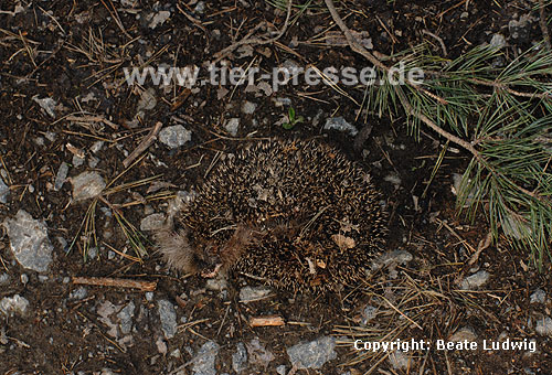 Igel, tot / Western hedgehog, dead / Erinaceus europaeus