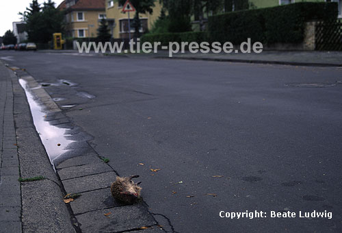 Igel, Verkehrsopfer / Western hedgehog, traffic-victim / Erinaceus europaeus
