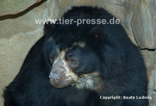 Brillenb�r, Andenb�r / Spectacled bear