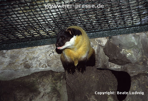 Buntmarder, Charsa im Zoo / Yellow-throated marten in a zoological garden