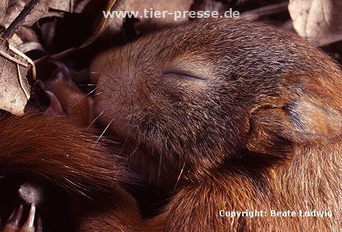 Junges Eichh�rnchen / Young Red squirrel