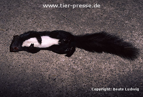 �berfahrenes Eichh�rnchen, schwarze Farbvariante / Red squirrel, road-killed, with black fur