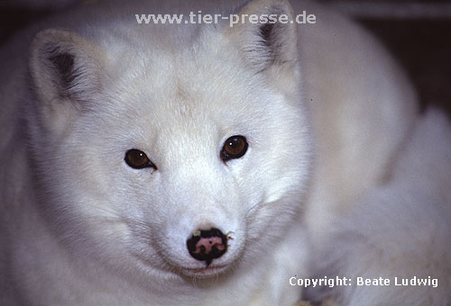 Eisfuchs / Arctic fox