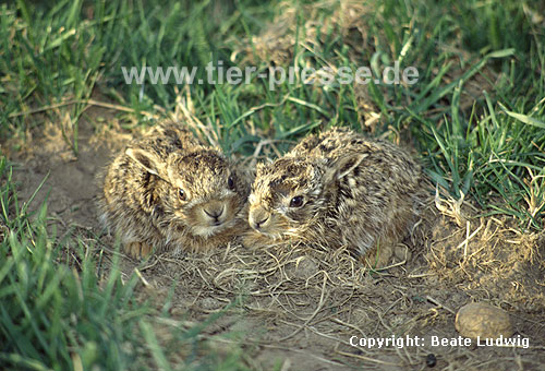 Europ�ische Feldhasen, wenige Tage alte Jungtiere / European hares, a few days old