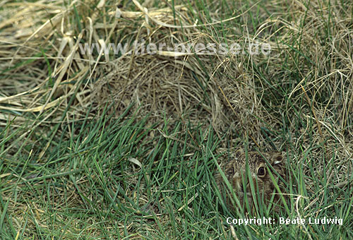 Europ�ischer Feldhase, wenige Tage altes Jungtier / European hare, a few days old