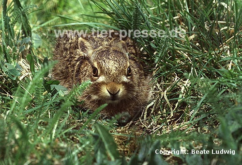 Europ�ischer Feldhase, Jungtier / European hare, young