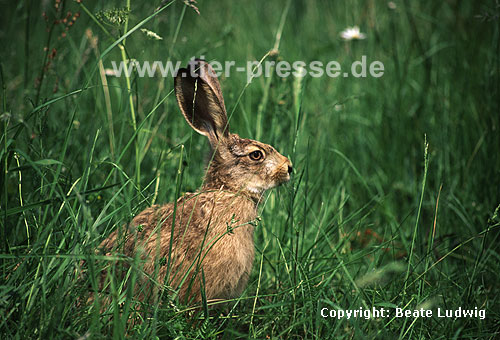 Europ�ischer Feldhase / Brown hare, European hare
