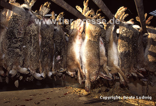 Europ�ische Feldhasen, auf Treibjagd erlegt / European hares, killed by hunters