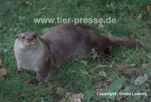 Eurasischer Fischotter / Eurasian otter / Lutra lutra