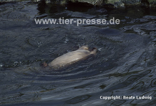 Europ�ischer Fischotter / European otter / Lutra lutra