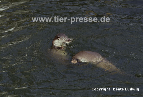 Europ�ische Fischotter beim Sozialspiel / European otters, social play / Lutra lutra