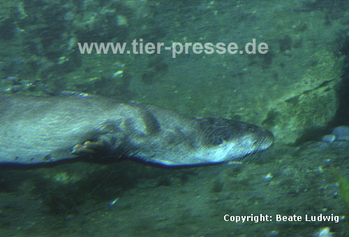 Europ�ischer Fischotter beim Tauchen / European otter, diving / Lutra lutra