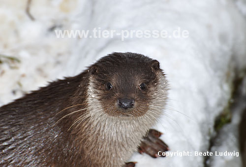 Eurasischer Fischotter im Schnee / Eurasian otter, snow / Lutra lutra