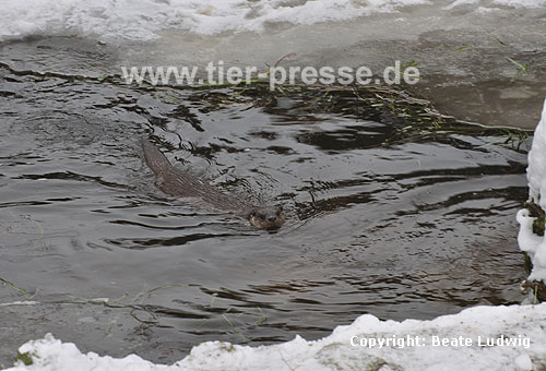 Eurasischer Fischotter im Schnee, schwimmt / Eurasian otter, snow, swimming / Lutra lutra