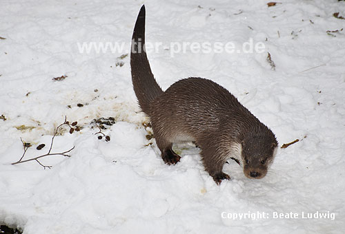 Eurasischer Fischotter im Schnee, koten / Eurasian otter, snow, spraint / Lutra lutra