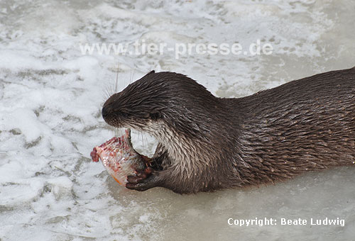 Eurasischer Fischotter im Schnee, fressen / Eurasian otter, snow, meal / Lutra lutra
